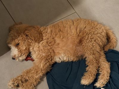 Adorable Labradoodle Puppy - Male, Hypoallergenic, Ready for a New Home