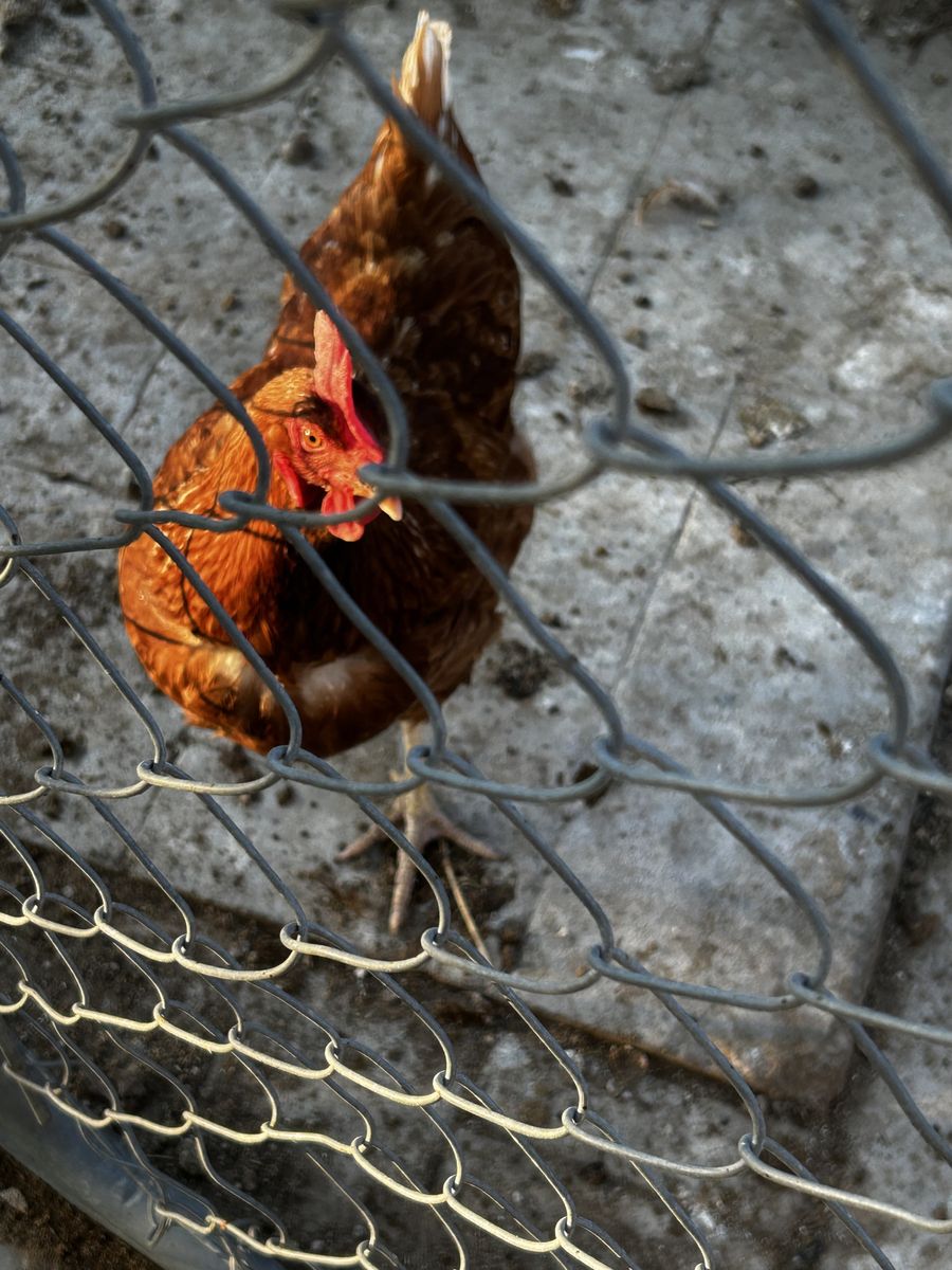 Brown Egg Laying Hens - Livestock Chickens