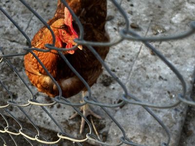 Brown Egg Laying Hens - Livestock Chickens