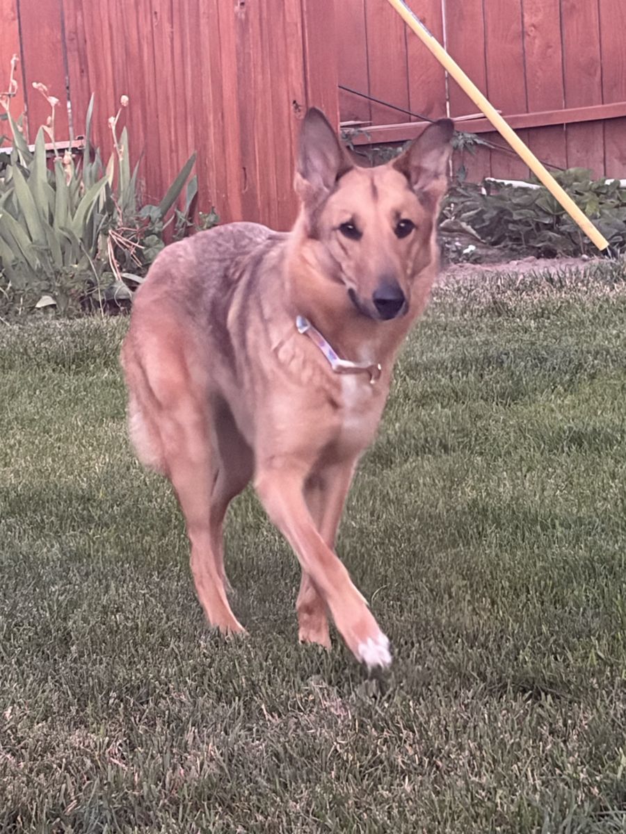 Female German Shepherd , Collie mix Dog for Sale - Well-behaved, Friendly, and Ready for a New Home