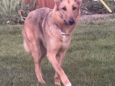 Female German Shepherd , Collie mix Dog for Sale - Well-behaved, Friendly, and Ready for a New Home