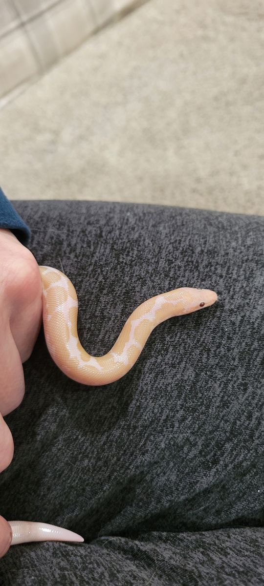 Baby Female Snow Kenyen Sand Boa