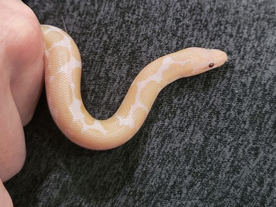 Baby Female Snow Kenyen Sand Boa