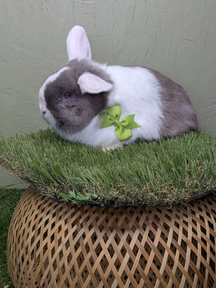 pure Holland lop buck 3 months old