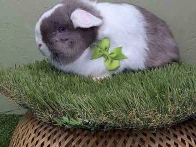 pure Holland lop buck 3 months old