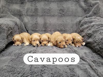 Cavapoo