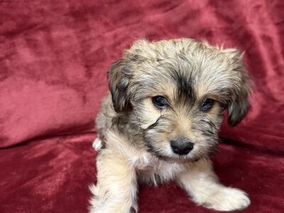 Snoodles puppies for sale 8 weeks old