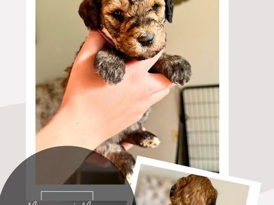 Mini-Medium Goldendoodles