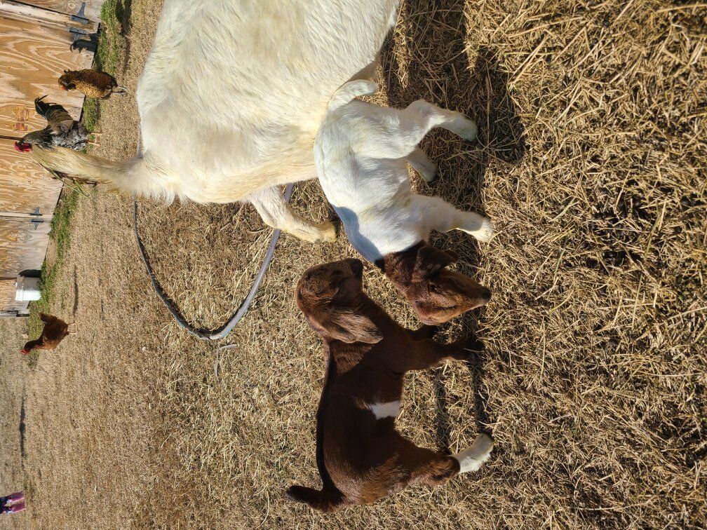 4H Show Boer Goats