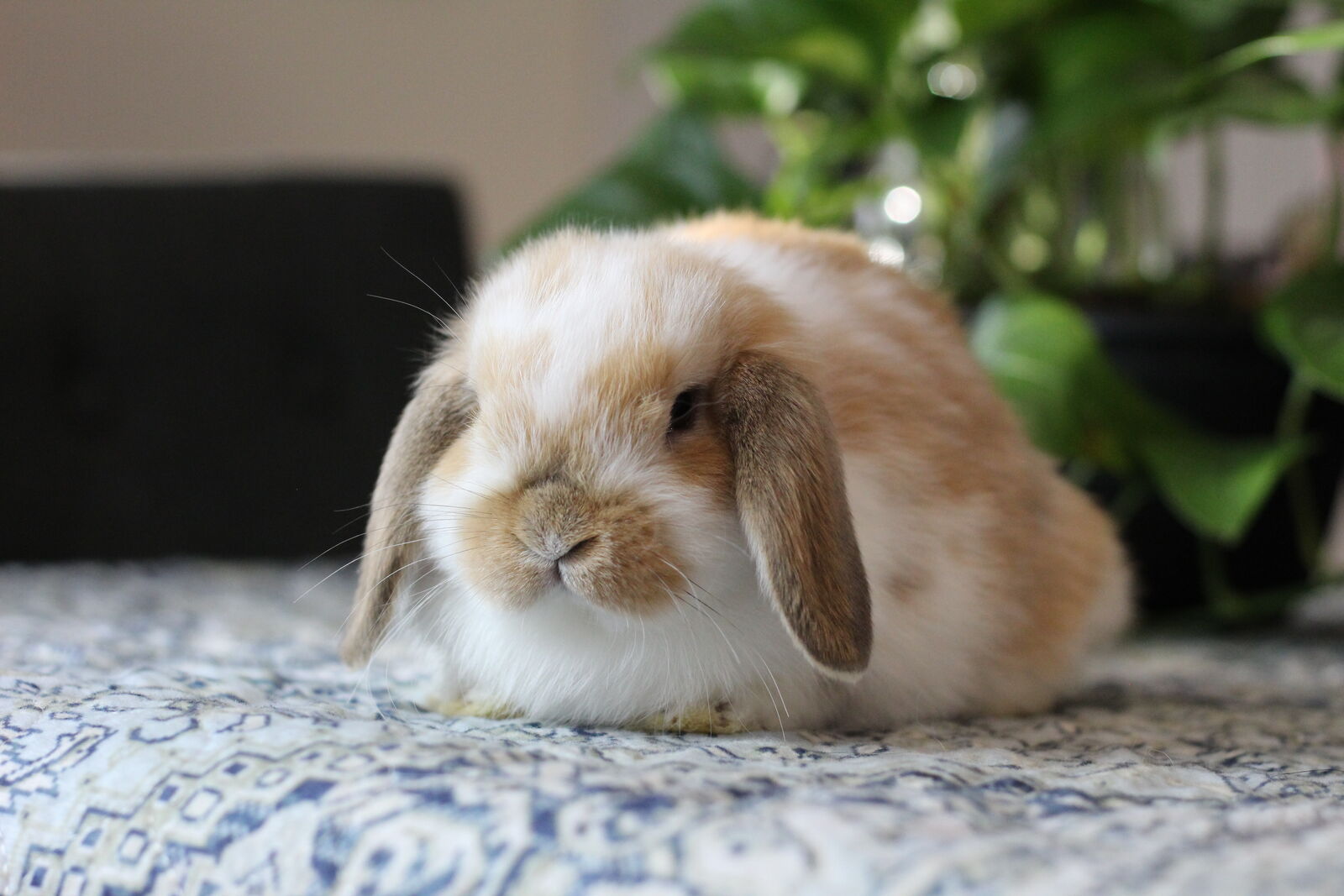 Holland Lop Doe