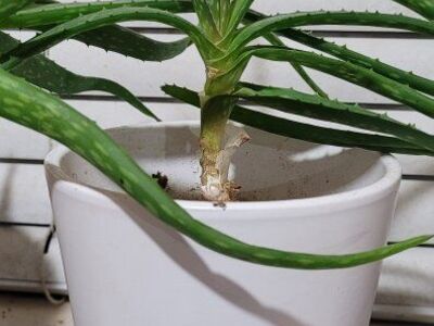 aloe vera plants