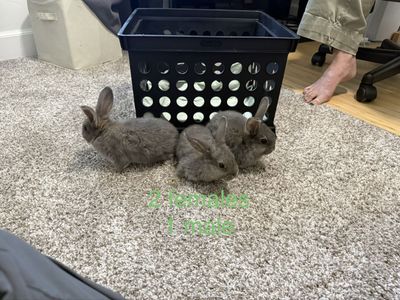 Miniature Holland Lop / Rex Cross Bunnies - Plush Lop