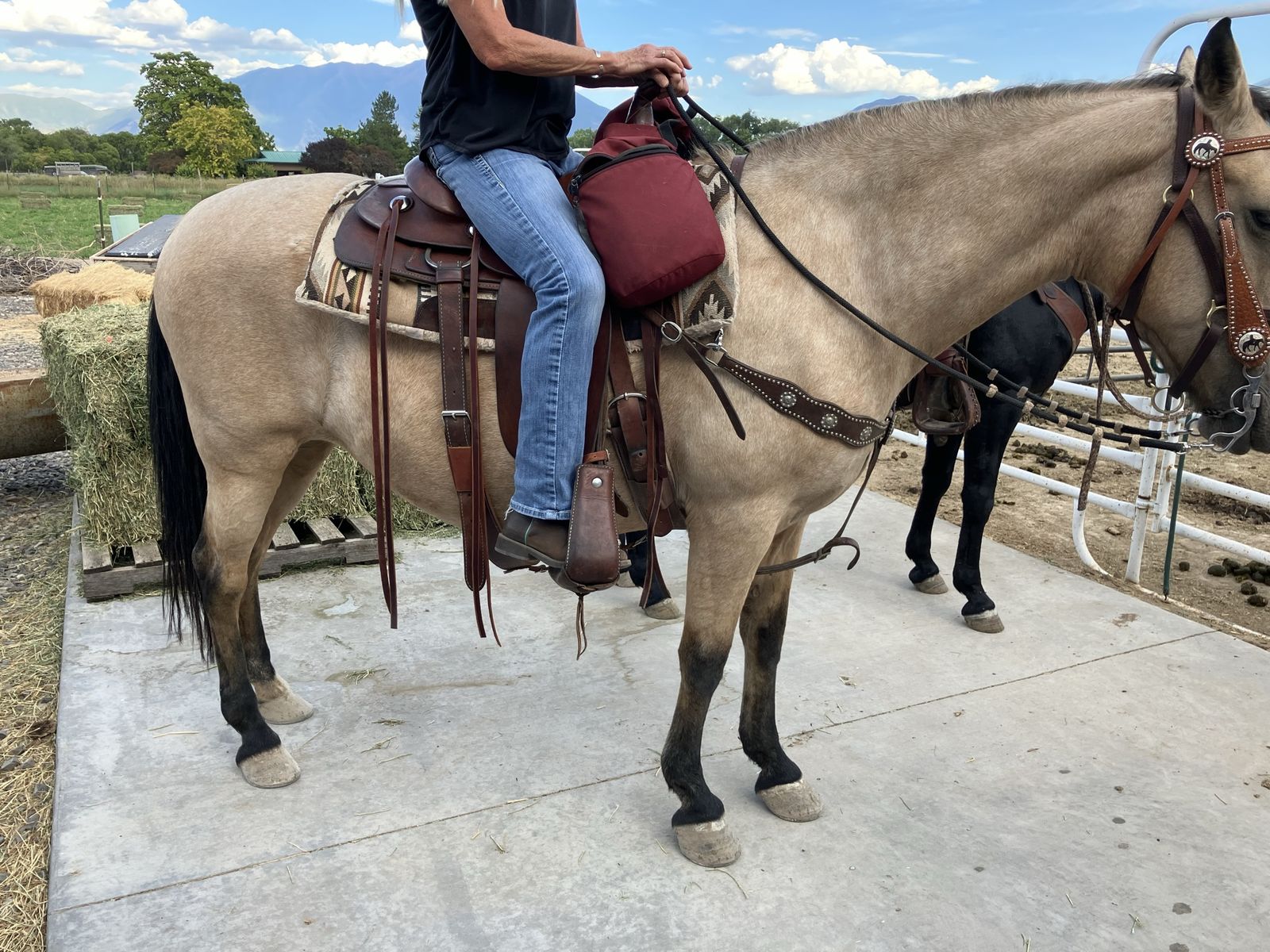 Freedom - 22 Year Old Paso Fino Mare, Smooth Gait