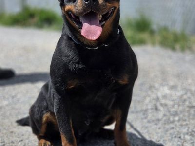 #1 Rated AKC German Rottweiler Puppies