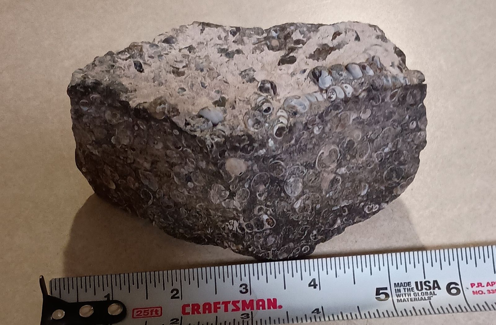 Turritella Fossils