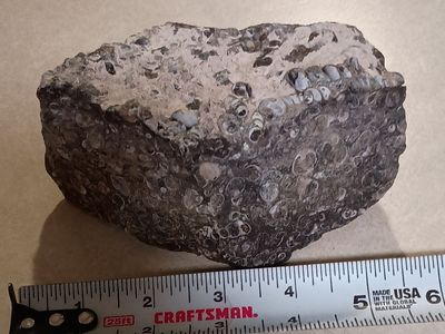 Turritella Fossils
