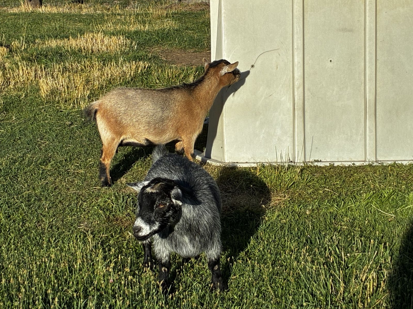 Purebred Pygmy Goat Does