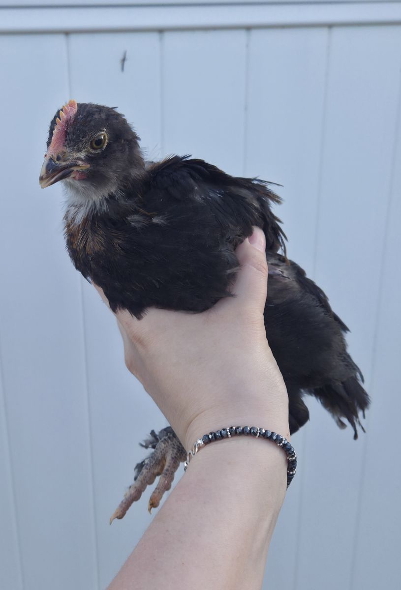 F4 Olive Egger Cockrell