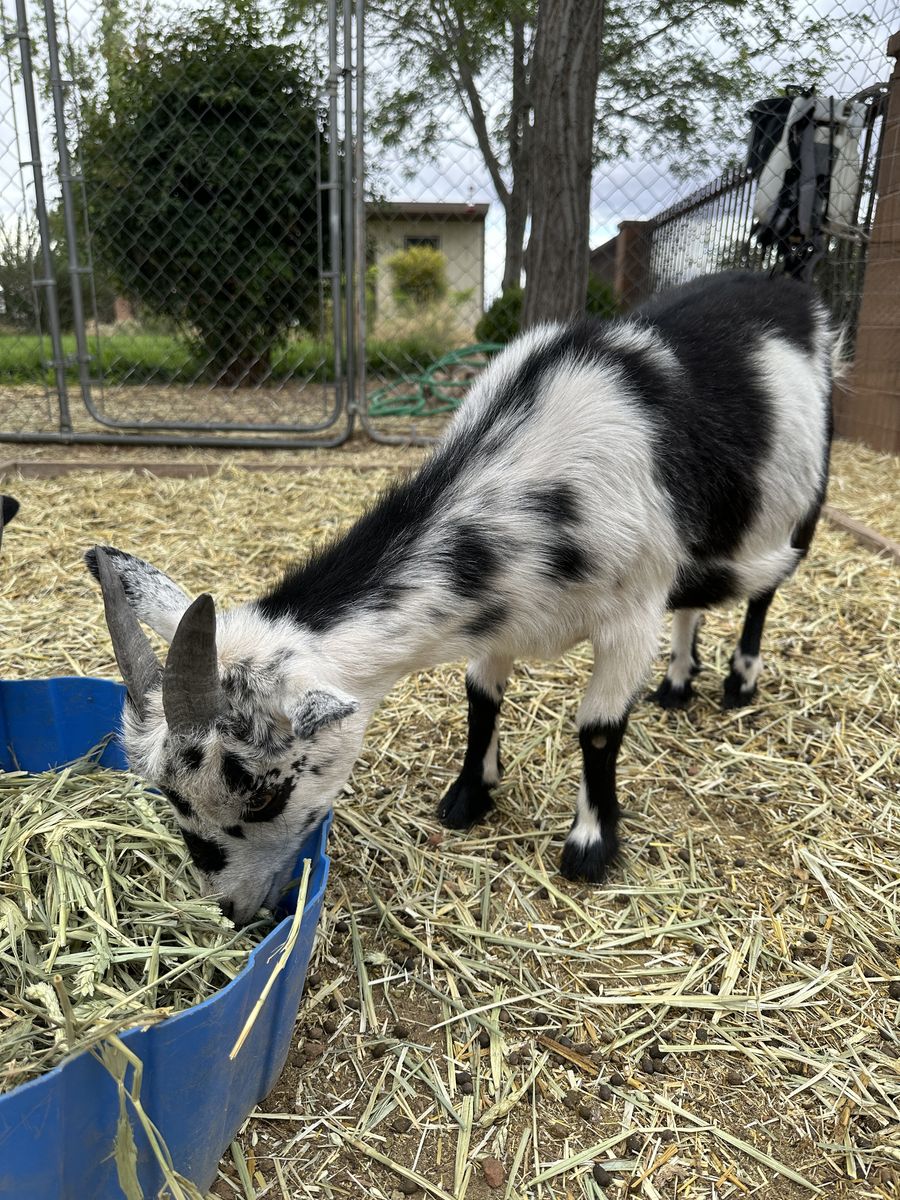 Nigerian Dwarf Goats