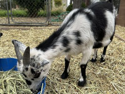 Nigerian Dwarf Goats