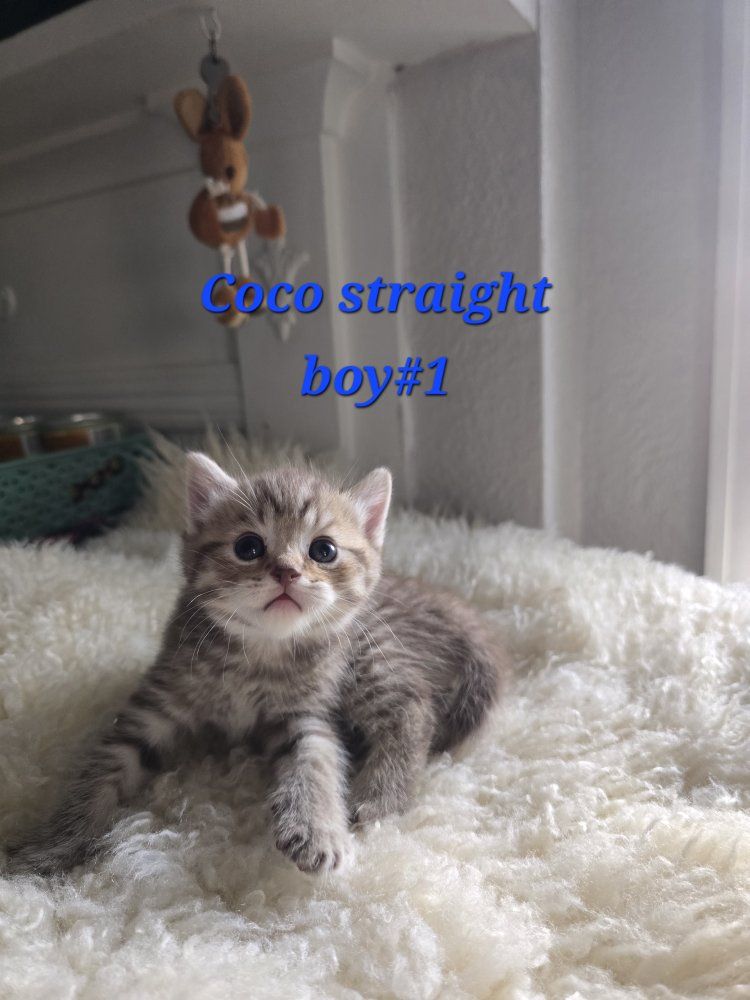 Adorable Silver Tabby Scottish Fold Kitten