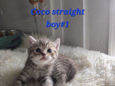 Adorable Silver Tabby Scottish Fold Kitten