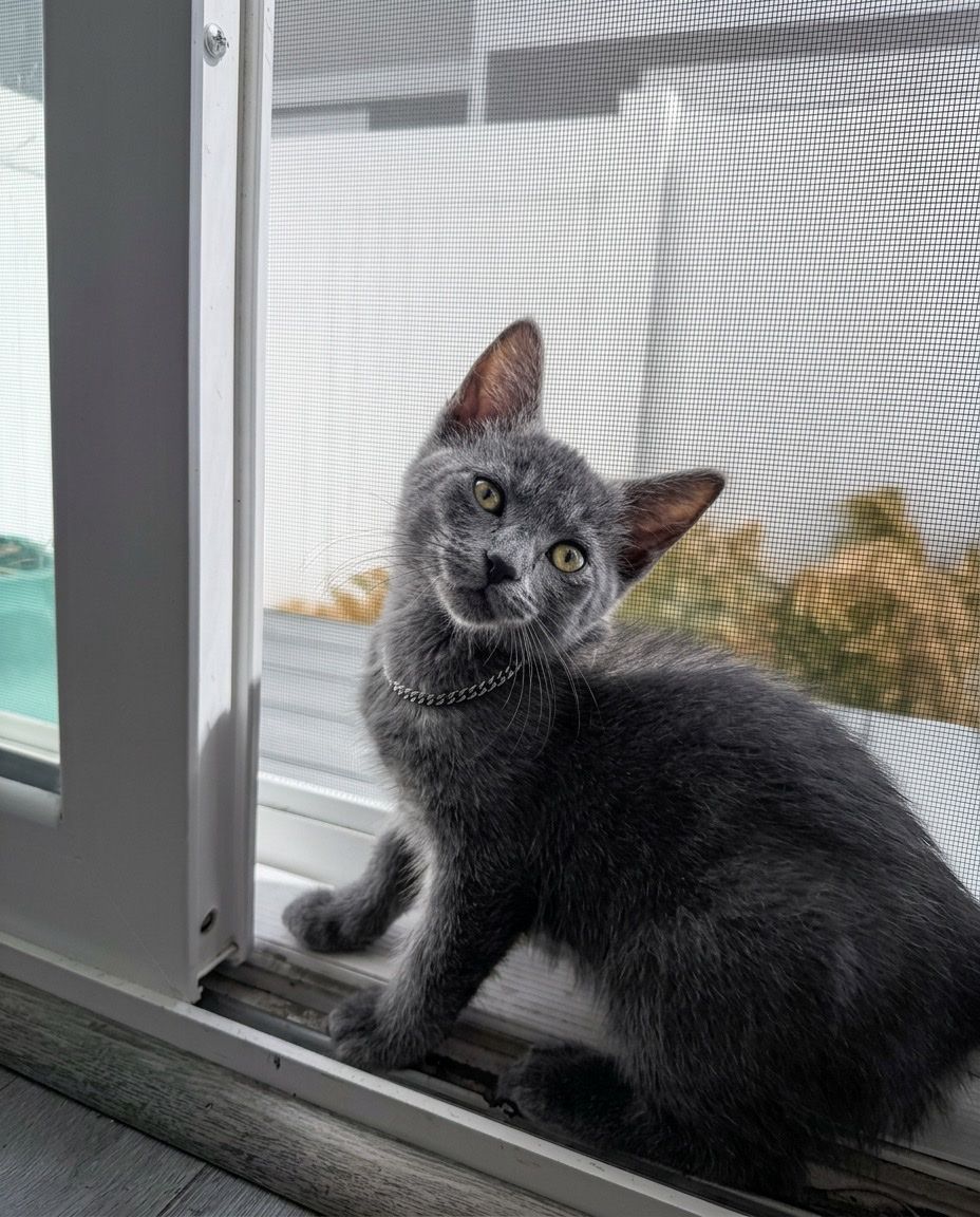 Russian Blue Cat