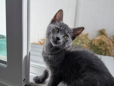Russian Blue Cat