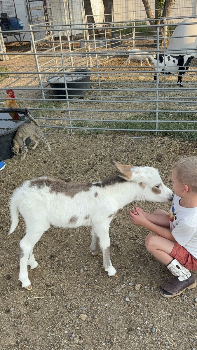 Micro mini baby jack donkey, reserve for Christmas!