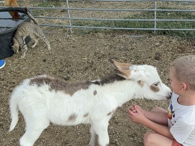 Micro mini baby jack donkey, reserve for Christmas!