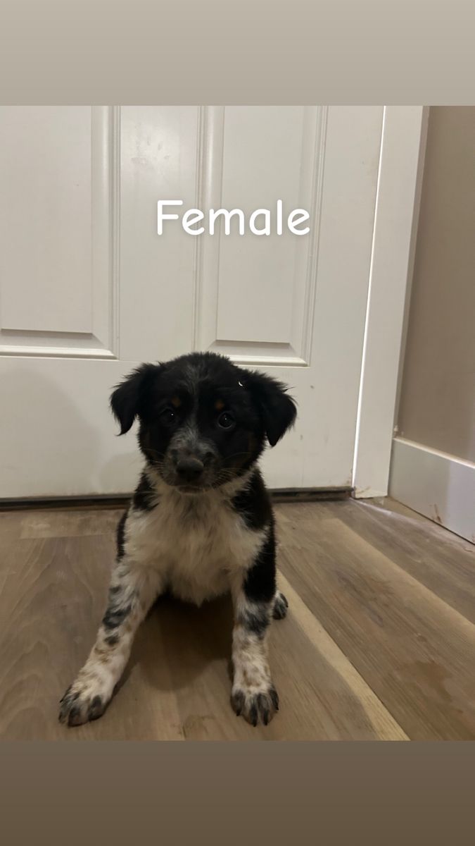 Puppy’s looking for their new homes 