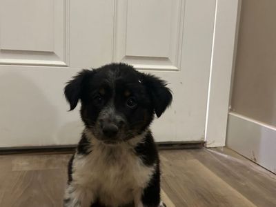 Puppy’s looking for their new homes
