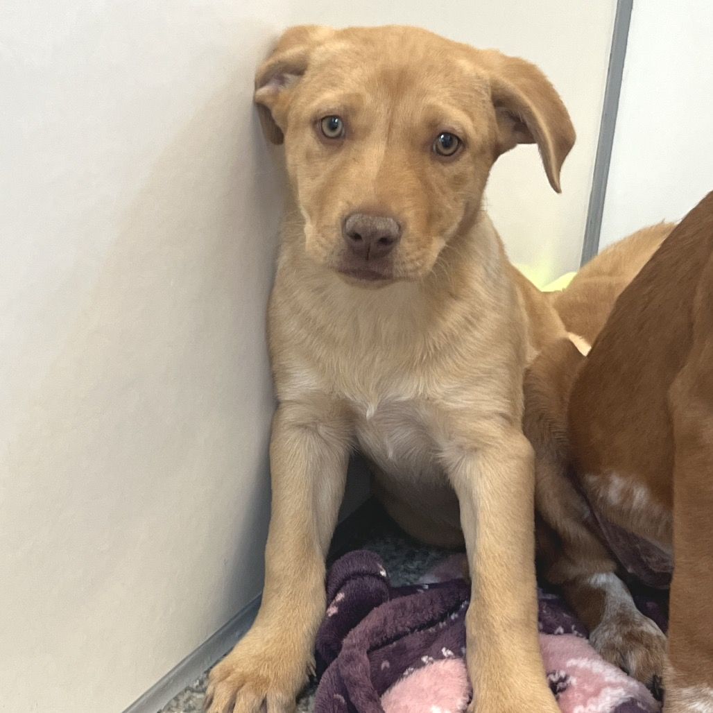 Hello my name is Ciao