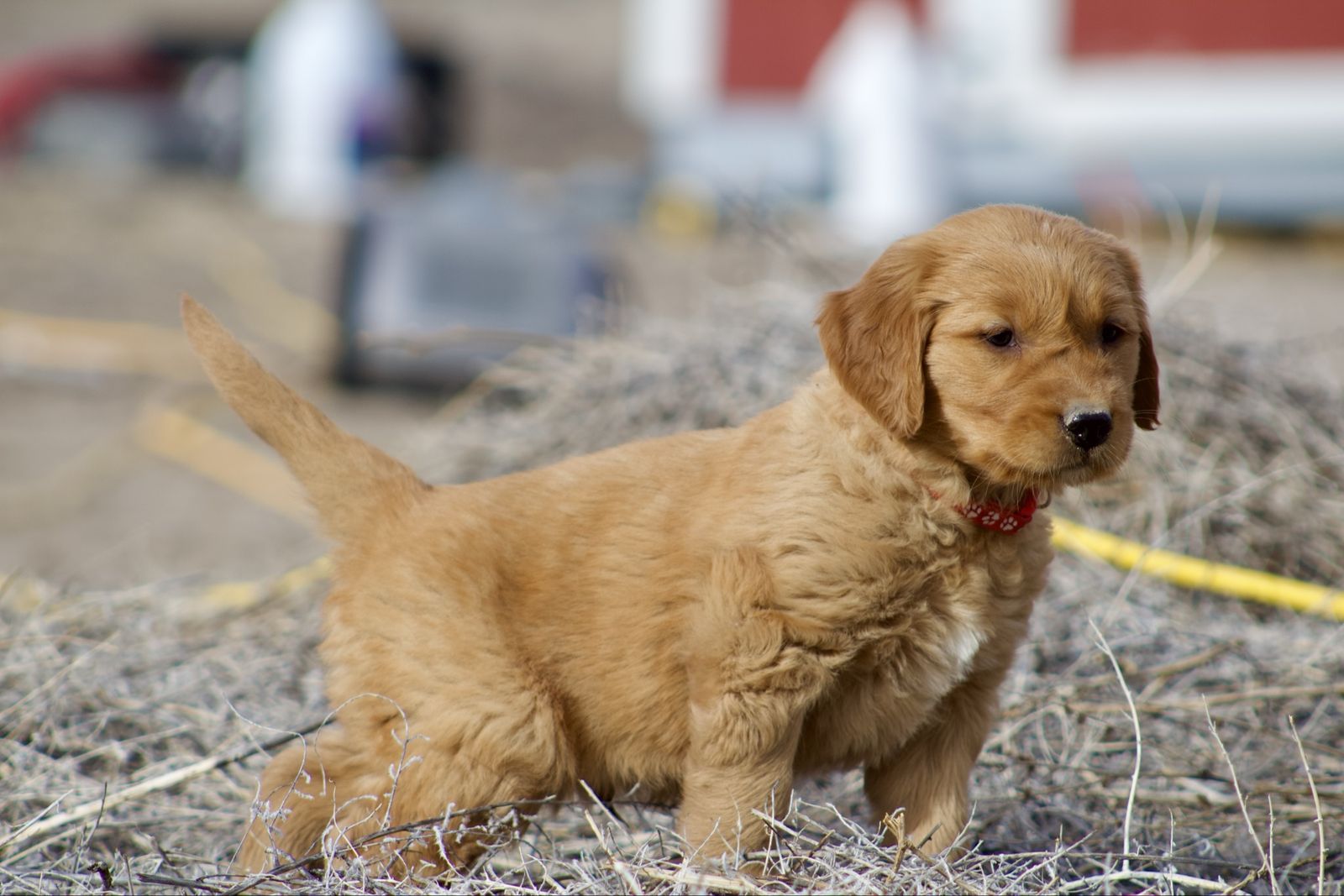 AKC Field-Bred Golden Retrievers