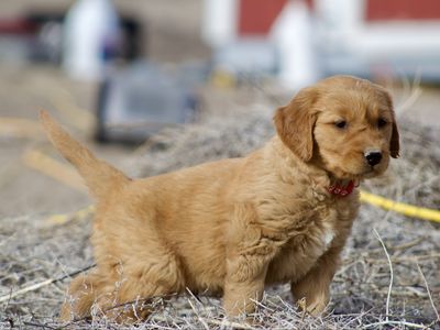 AKC Field-Bred Golden Retrievers