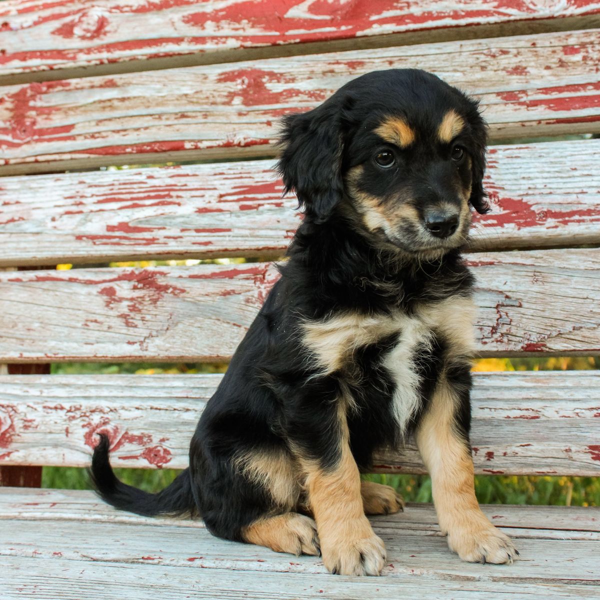 Shepherd Mix Puppies