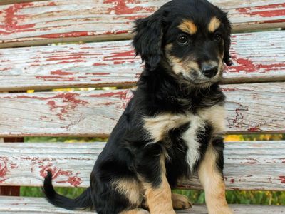 Shepherd Mix Puppies