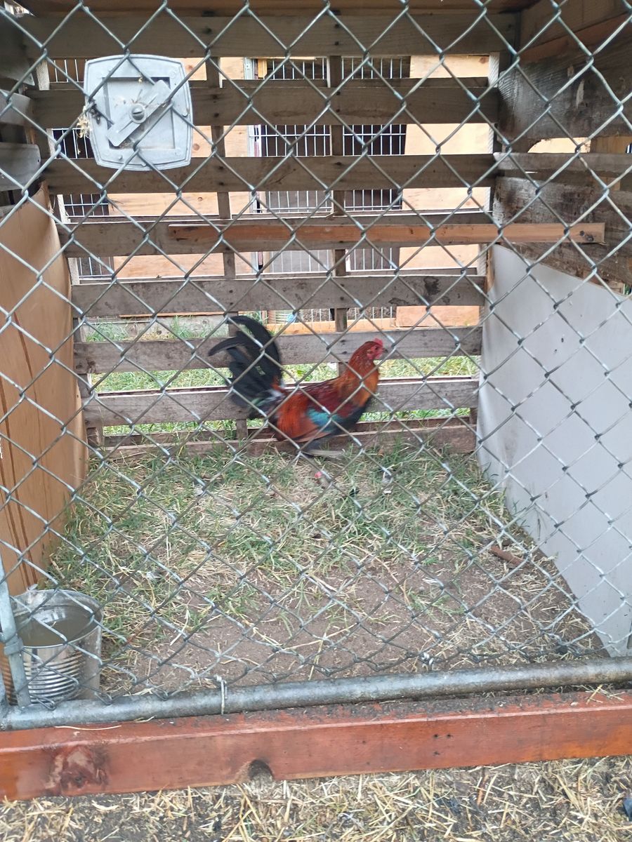 Gamefowl stags