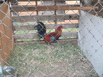 Gamefowl stags