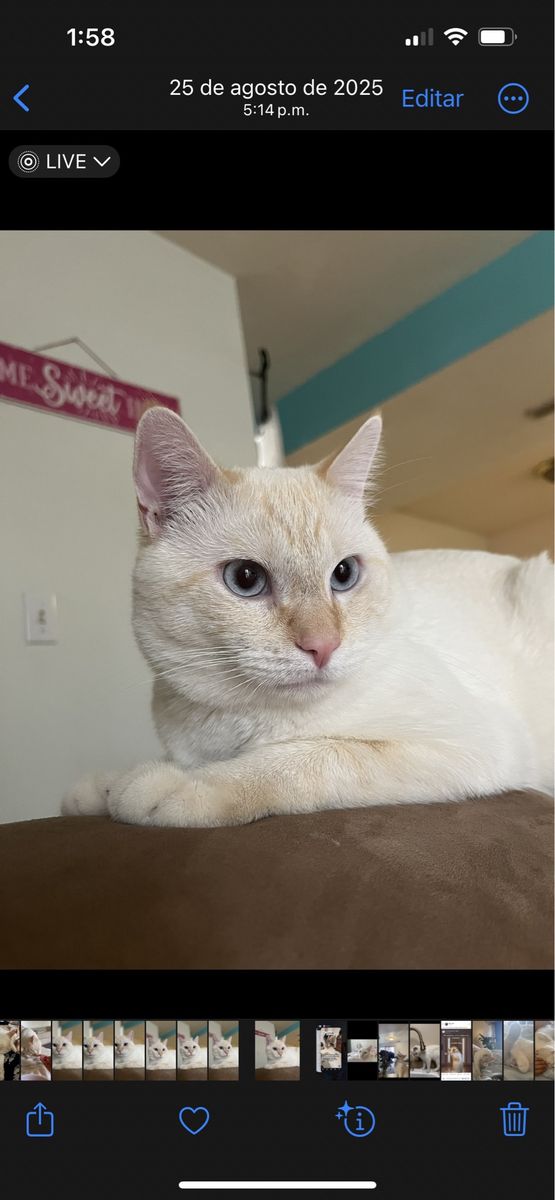 Beautiful White Cat with Blue Eyes - Ready for a Loving Home
