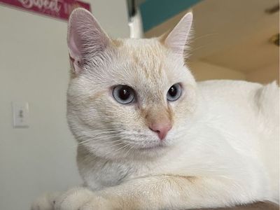 Beautiful White Cat with Blue Eyes - Ready for a Loving Home
