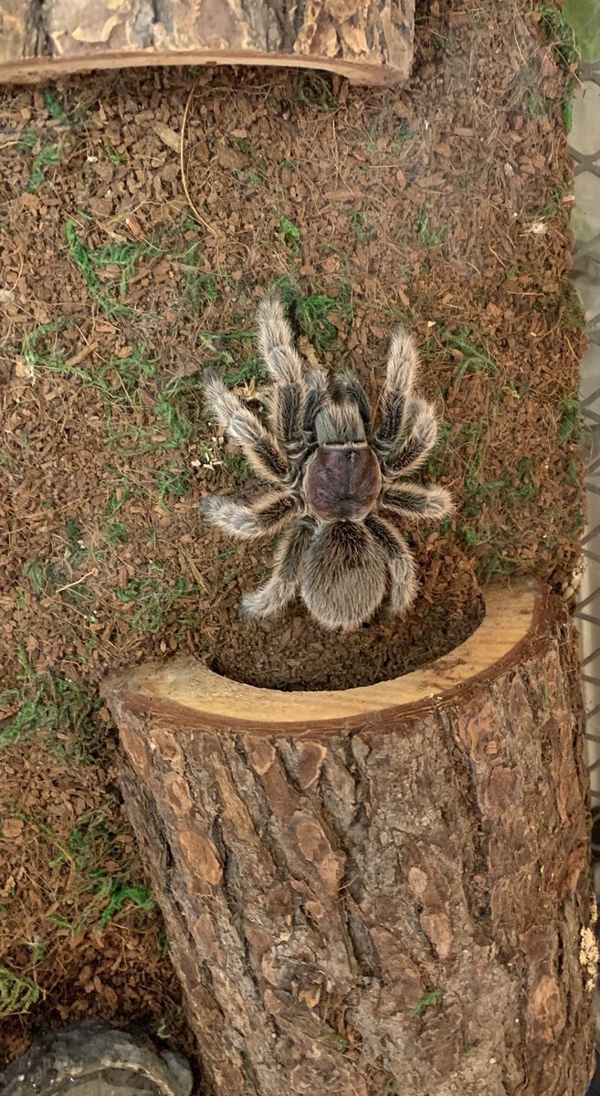 Female Rosehair tarantula