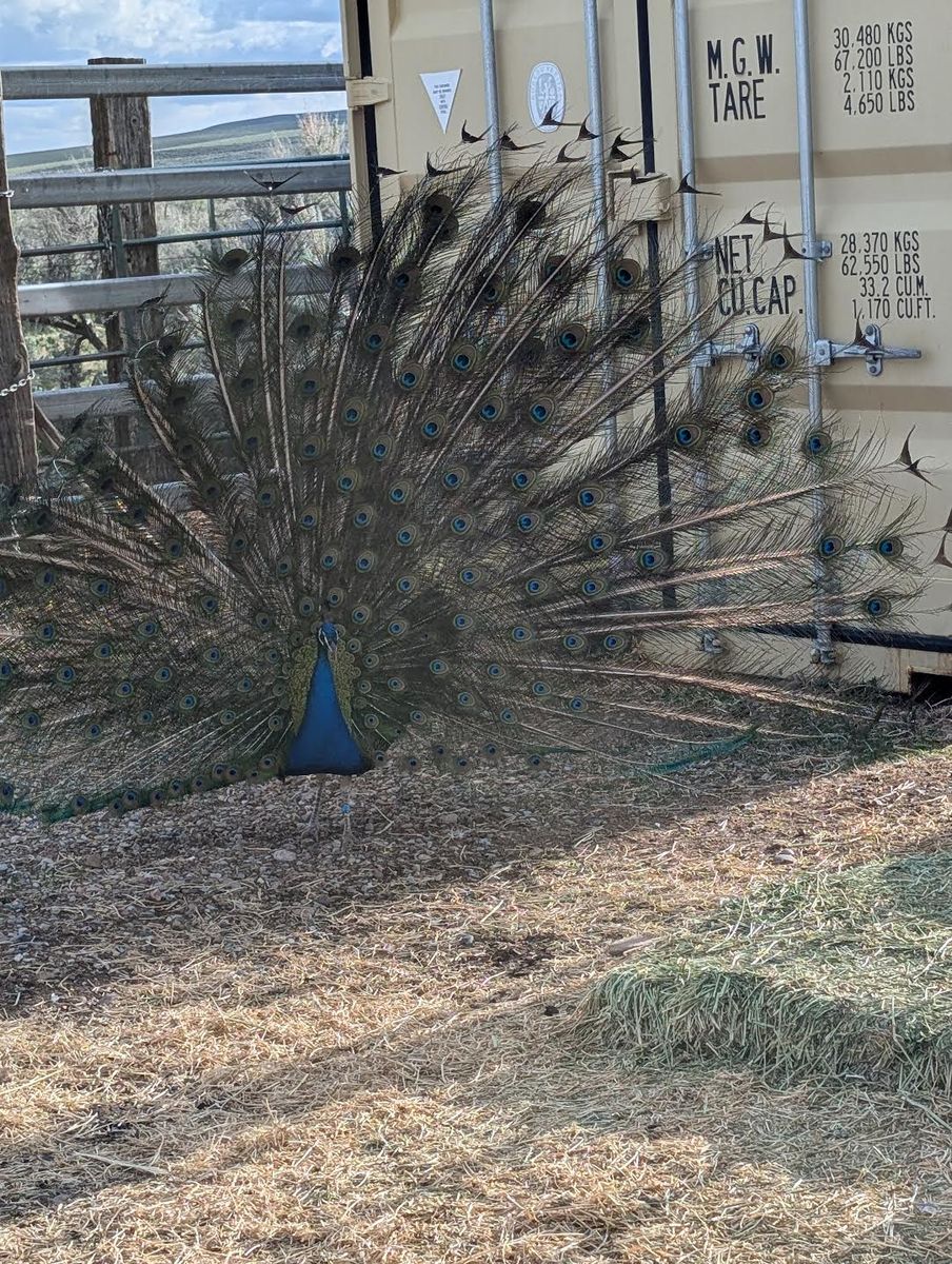 Peacocks