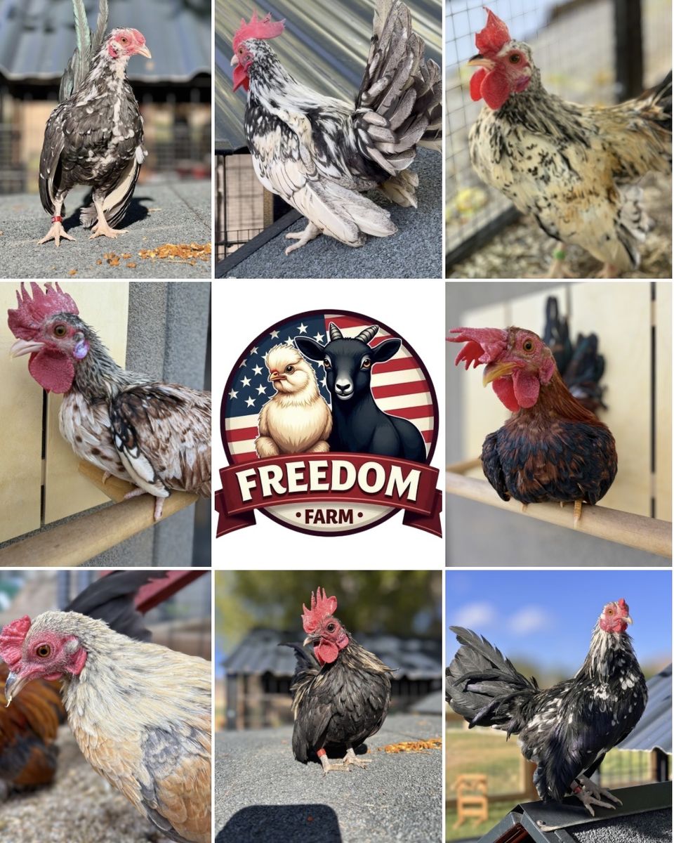 Kikiriki Cockerels & Roosters