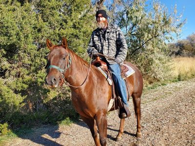 Beautiful AQHA Sorrel Mare, 8 Yrs Old - Experienced Rider Needed, Papered, Loads & Shoes Decent