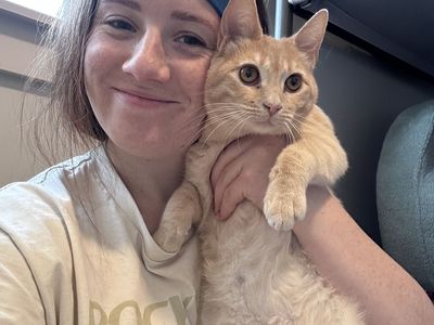 9 Month Old Sibling Kittens