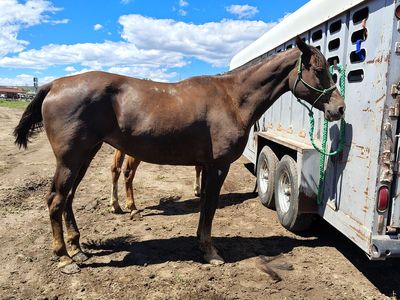 Project mare. Packs and started riding