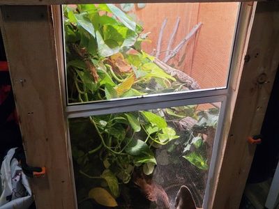 Cuban anole with enclosure