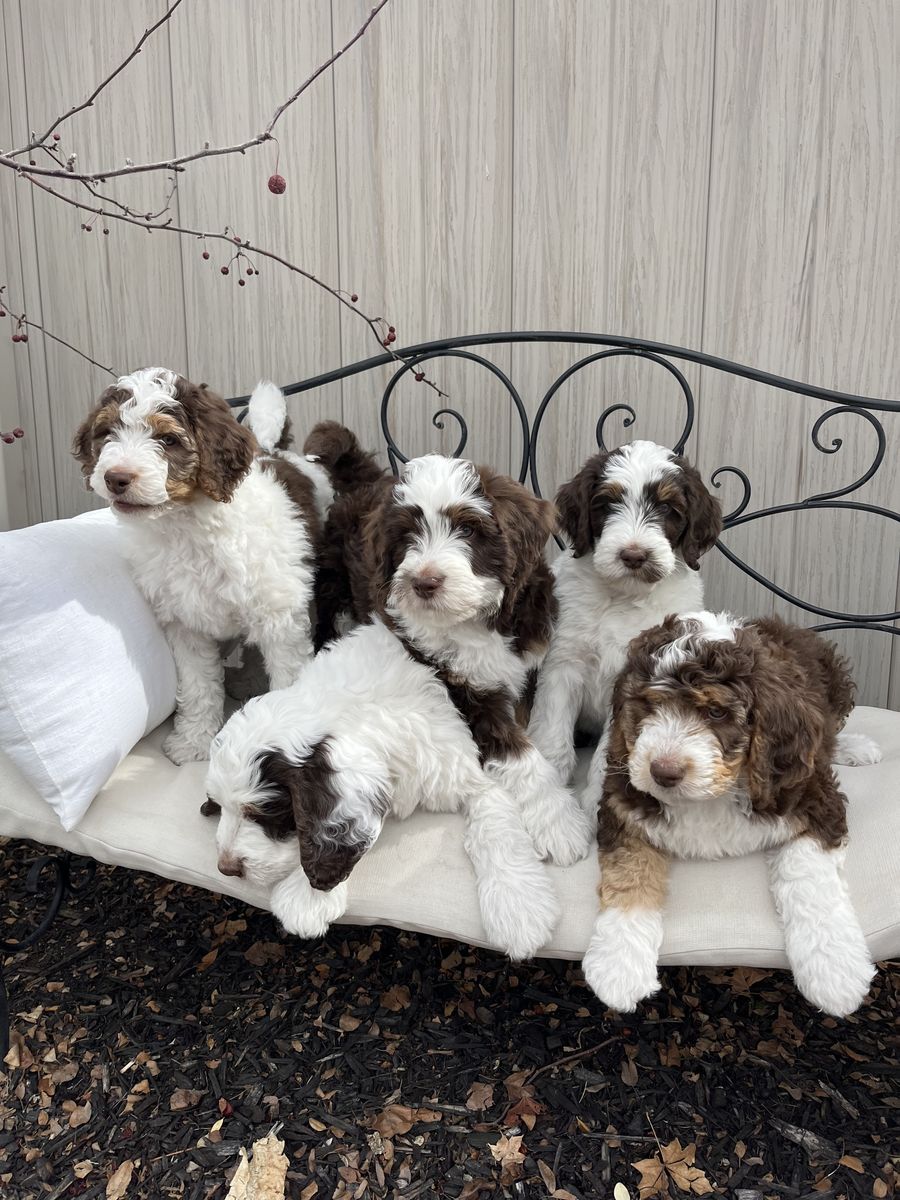 Bernedoodle Puppies