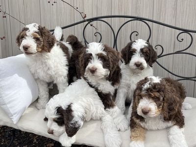 Bernedoodle Puppies